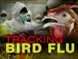Presence Of Bird Flu Confirmed By Authorities In Togo